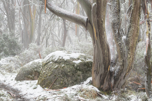 Why Winter Is the Best Season for Landscape Photography (And Most Photographers Miss It)